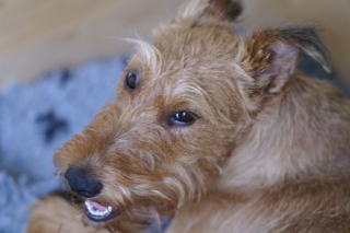 KONICA MINOLTA DIGITAL CAMERA