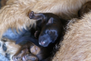 KONICA MINOLTA DIGITAL CAMERA