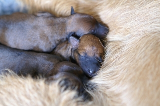 KONICA MINOLTA DIGITAL CAMERA