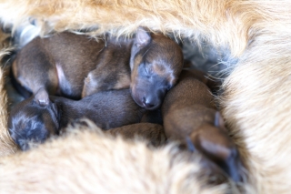 KONICA MINOLTA DIGITAL CAMERA