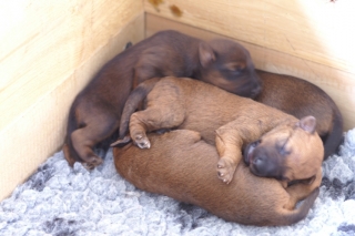 KONICA MINOLTA DIGITAL CAMERA