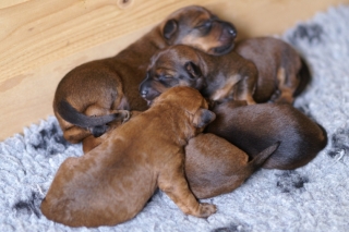 KONICA MINOLTA DIGITAL CAMERA