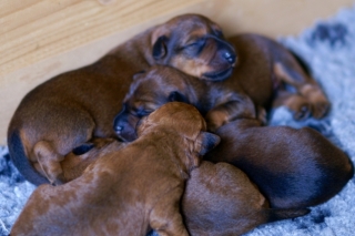 KONICA MINOLTA DIGITAL CAMERA