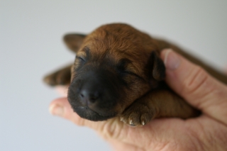 KONICA MINOLTA DIGITAL CAMERA