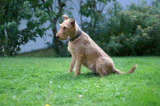 KONICA MINOLTA DIGITAL CAMERA