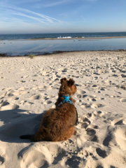 Hermione, fast 1 Jahr alt