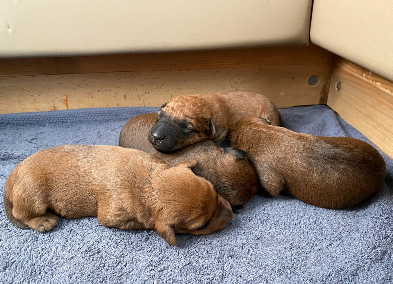 Irish Terrier Irish Nobel Fanny mit ihren 2 Wochen alten Terrier Welpen