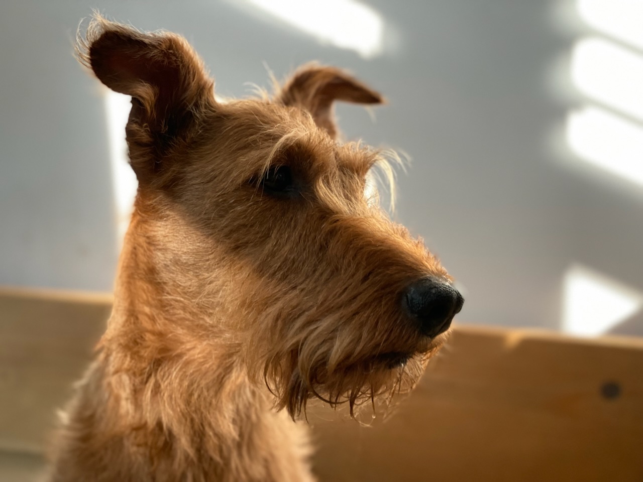 Irish Terrier Irish Nobel Fanny mit ihren 2 Wochen alten Terrier Welpen