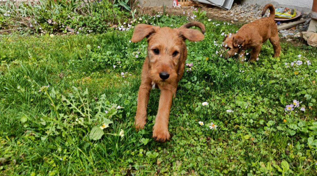 Irish Terrier Welpen im Garten